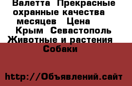 Валетта. Прекрасные охранные качества. 8 месяцев › Цена ­ 1 - Крым, Севастополь Животные и растения » Собаки   